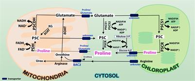 Intriguing Role of Proline in Redox Potential Conferring High Temperature Stress Tolerance